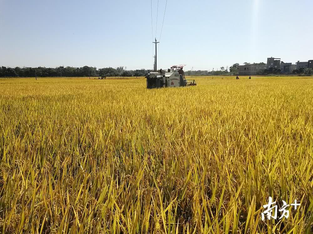 兴宁新陂：精耕细作迎丰收，生态农业促振兴