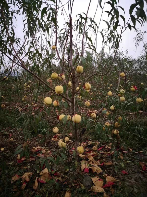 种植基地