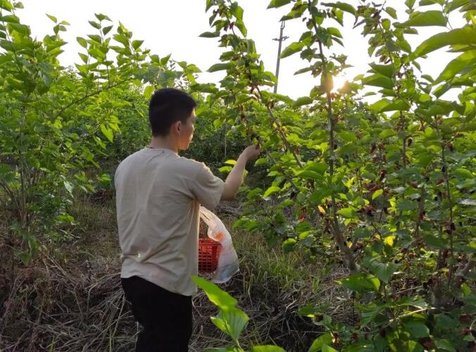 【乡村振兴】新陂新元村桑葚压满枝咯~！来场“家门口”的采摘之旅吧~！